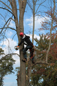 Tree climber of West Creek tree companies climb trees all year long